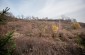 Jewish cemetery recovered by wide and dense bushes. © Piotr Malec – Yahad-In Unum