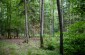 Execution site of about 16 Roma, located in the Baltowski forest.   © Piotr Malec – Yahad-In Unum