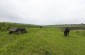 Mass grave of about five Jewish families from Verejeni. Today, the site is a pasture where local villagers graze their cattle. There is no memorial at the site.© Victoria Bahr - Yahad-In Unum