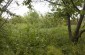 A grave of three Jewish women shot in Hîrtop by Romanian gendarmes near a former distillery building. There is no memorial. © Victoria Bahr - Yahad-In Unum