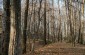 El parque señorial de Strzegocie, donde tuvo lugar un tiroteo masivo de 14 hombres judíos de Brzostek el 18 de julio de 1942. © Piotr Malec / Yahad - In Unum