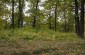 The site where the Jews, Roma and Armenians of Kochetok were executed at the beginning of the occupation. The former ravine is now in a thick forest and is unmarked.    ©Les Kasyanov/Yahad – In Unum