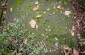 Many tombstones from the Jewish cemetery were used by the Germans to build sidewalks in town. However, there are still some tombstones laying on the grass, but they are partially overgrown with vegetation. ©Piotr Malec/Yahad - In Unum