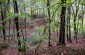 The “Małkówka” hill, the execution site and mass grave of at least three Jews killed in Hyżne during the German occupation. Today the site is overgrown with vegetation. ©Piotr Malec/Yahad - In Unum