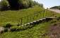 The path leading to the mass shooting site in Slukhovichi. ©Victoria Bahr/Yahad - In Unum