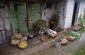 Harvest time at the farms in Plateliai © Katherine Kornberg – Yahad - In Unum