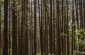 The forest where the Jews of Stantsiya Yasen were shot. ©Sabine Mirlesse/Yahad - In Unum