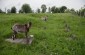 The Jewish cemetery in Balta © Jordi Lagoutte/Yahad-In Unum