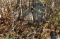 The Jewish cemetery in Mogilev. ©Les Kasyanov/Yahad - In Unum