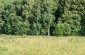 The execution site in the Brinkov forest. About 200 Jews were shot here in 1941. ©Les Kasyanov/Yahad - In Unum