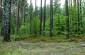 The execution site of 76 Jewish men in the middle of the forest. (Execution site n°1). ©Les Kasyanov/Yahad - In Unum