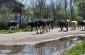 The cattle is being brought from the graze © Ellénore Gobry/Yahad-In Unum