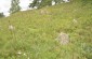 An abandoned Jewish cemetery in Radoshkovichi. ©Jethro Massey/Yahad - In Unum