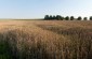 Execution site n°3 in the fields of Janowka, where 3 Jews were shot and buried during the period of 1941-1943.  ©Olga Szymerowska/ Yahad - In Unum