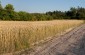 Execution site n°2 in the fields de Janowka, where 3 Jews were killed and buried during the period of 1941-1943.  ©Olga Szymerowska/ Yahad - In Unum