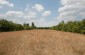 The approximate location of a burial site in the Jewish cemetery of Bobrowniki. About 300 bodies of Jews, mainly from Bobrowniki and Ryki, killed on the deportation road on May 6-8, 1942, were buried here in several pits.  @Les Kasyanov/Yahad - In Unum