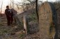 The Jewish cemetery was established in Uchanie in the 17th century. During the German occupation, the cemetery was devasted and used as killing site for several shootings of Uchanie Jews. ©Jethro Massey /Yahad - In Unum