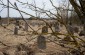 The Jewish cemetery of Adutiškis, surrounded by a fence. The cemetery is located on the outskirts of the village. ©Kate Kornberg/Yahad - In Unum
