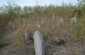 The remaining tombstones at the Jewish cemetery in Dzhuryn. ©Les Kasyanov/Yahad-In Unum