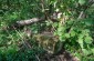 The remaining tombstones on the abandoned Jewish cemetery. ©Les Kasyanov/Yahad-In Unum