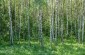 The Naprasnovka forest. ©Les Kasyanov/Yahad - In Unum