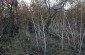 The killing site of dozens of Jewish victims on the outskirts of Stavky. Members of an SD unit shot the victims inside a bomb crater in a local clay pit. Today, the location remains unmarked and overgrown with vegetation. ©Markel Redondo/Yahad – In Unum