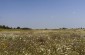 Execution site of Jews in Kuchkiv. There is a monument but it is located a hundred meters away from the mass grave. © Victoria Bahr/ Yahad-In Unum